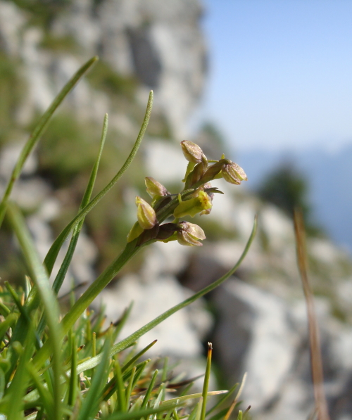 Chamorchis alpina, Malaxis monophyllos e altro...